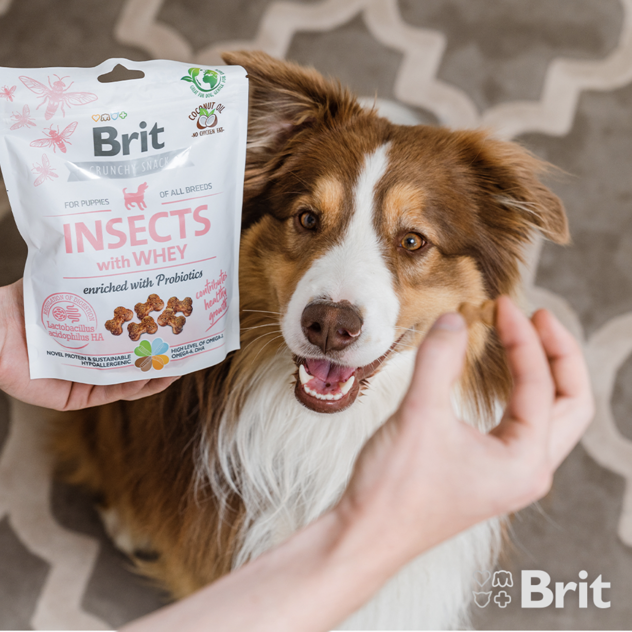 Dog eating brit care insects